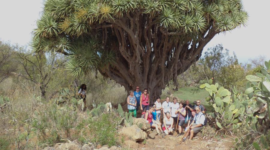 Drakenboom in La Palma