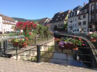 Bloemen langs de oever