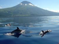Dolfijnen in de Azoren