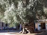 senioren - wandelen - Mallorca