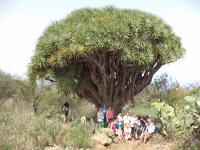 onder de Drakenboom