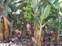 bananen is het produkt van La Palma