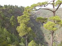 La Palma
