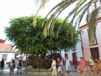 Een dorpje in La palma
